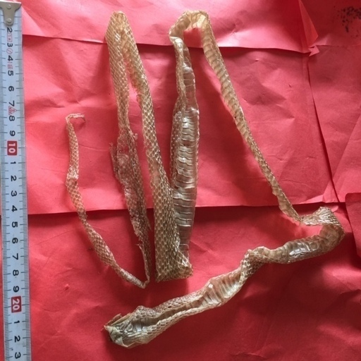 縁起物　蛇の抜け殻　全身　開運　金運　を導く