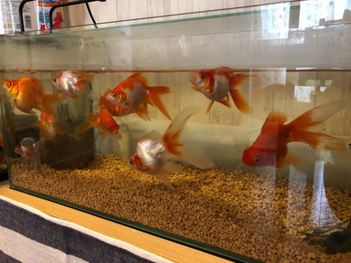 金魚 黒出目金 ミックス琉金 こんこん 帝塚山三丁目のその他の中古あげます 譲ります ジモティーで不用品の処分