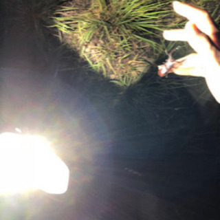 HID お手軽ライトトラップ クワガタ、蛾などに