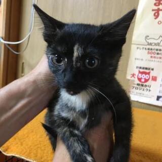 サビちゃんの里親さん募集