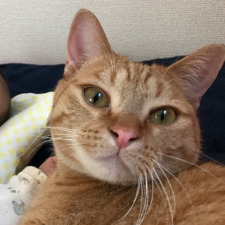 おとなしいくて人懐こい猫ちゃんです！オス猫2歳！ - 和泉市