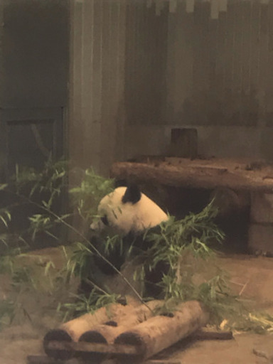 8月14日 水 真夏の夜の動物園 上野動物園のパンダのシャンシャンに会いましょう 非喫煙の方 ゆみ 台東の友達のメンバー募集 無料掲載の掲示板 ジモティー