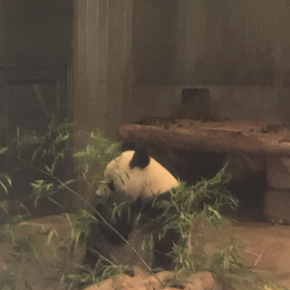 8月14日（水）真夏の夜の動物園(上野動物園のパンダのシャンシャ...