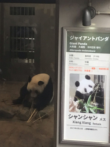 8月14日 水 真夏の夜の動物園 上野動物園のパンダのシャンシャンに会いましょう 非喫煙の方 ゆみ 台東の友達のメンバー募集 無料掲載の掲示板 ジモティー