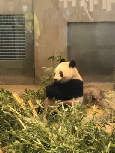 8月14日 水 真夏の夜の動物園 上野動物園のパンダのシャンシャンに会いましょう 非喫煙の方 ゆみ 台東の友達のメンバー募集 無料掲載の掲示板 ジモティー