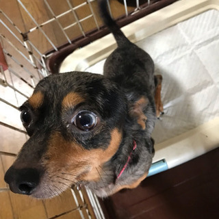 チワックスの里親さん募集中です ジジ 那覇の犬の里親募集 ジモティー