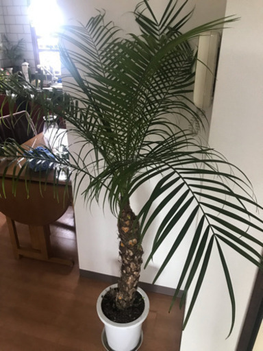 フェニックスロベレニー 観葉植物 ヤシの木