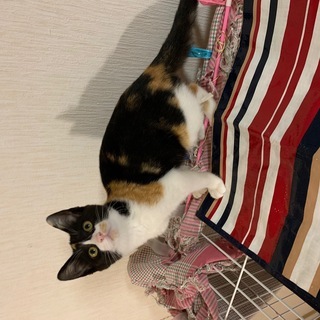 可愛いマスクの三毛子猫3ヶ月くらい（一旦停止中）