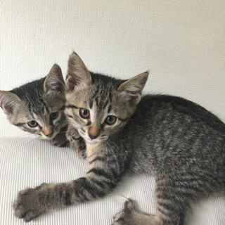 飼育禁止の団地内で保護しました【飼い主不在確認済み】 − 埼玉県