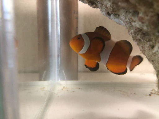 カクレクマノミ 石垣島 ゆか 福岡のその他の中古あげます 譲ります ジモティーで不用品の処分