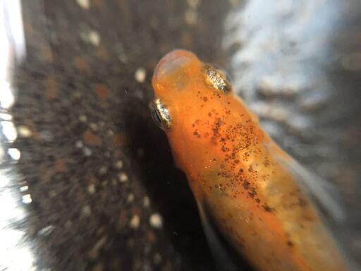 三色黄金錦メダカ稚魚5匹 めだか 城陽のその他の中古あげます 譲ります ジモティーで不用品の処分 三色黄金錦メダカ稚魚5匹 めだか 城陽のその他の中古あげます 譲ります ジモティーで不用品の処分