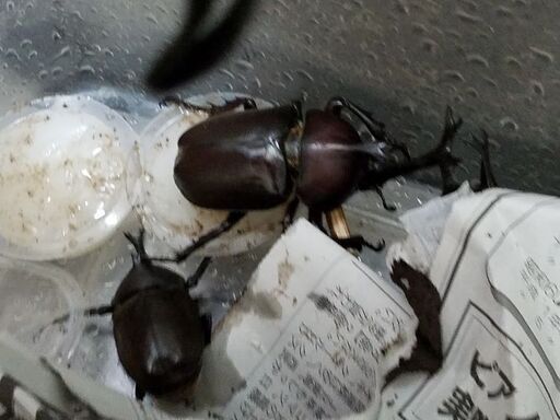 カブトムシまとめ売り50匹価格 舜 上福岡のその他の中古あげます 譲ります ジモティーで不用品の処分