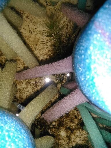 メダカの卵付き産卵床 かつまさ 高畑のその他の中古あげます 譲ります ジモティーで不用品の処分