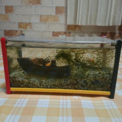 金魚 水槽セット えり 岩沼のその他の中古あげます 譲ります ジモティーで不用品の処分