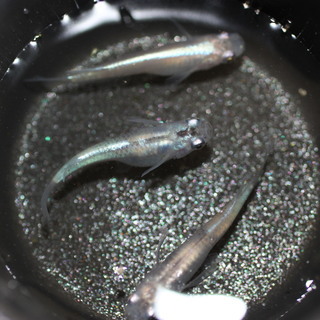 幹之体内光 の稚魚(1.5～2.5センチ）30匹