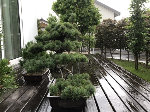 盆栽大品盆栽 樹齢３５年宮島五葉松 模様木樹高52cm Waka 駒ケ根のその他の中古あげます 譲ります ジモティーで不用品の処分
