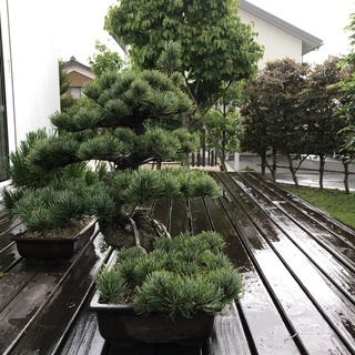 盆栽　大品盆栽　 樹齢３５年　宮島五葉松 　模様木　樹高52cm