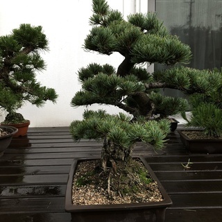 盆栽　大品盆栽　 樹齢３５年　宮島五葉松 　模様木　樹高52cm