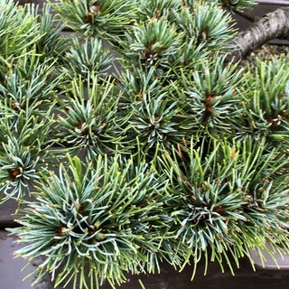 盆栽　大品盆栽　 樹齢３５年　宮島五葉松 　模様木　樹高52cm