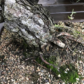 盆栽　大品盆栽　 樹齢３５年　宮島五葉松 　模様木　樹高52cm