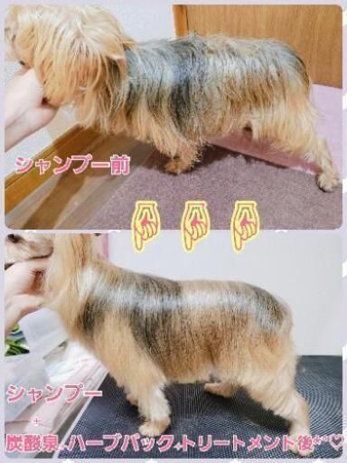 大型犬ok トリミングモデル犬募集 炭酸泉やハーブパックも めろ 横浜の犬の無料広告 無料掲載の掲示板 ジモティー