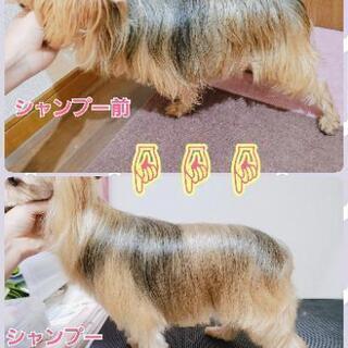 大型犬ok トリミングモデル犬募集 炭酸泉やハーブパックも めろ 横浜の犬の無料広告 無料掲載の掲示板 ジモティー 大型犬ok トリミングモデル犬募集 炭酸泉やハーブパックも めろ 横浜の犬の無料広告 無料掲載の掲示板 ジモティー