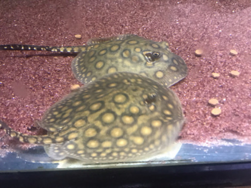 淡水エイ、観賞魚、アクアリウム、熱帯魚、ペット