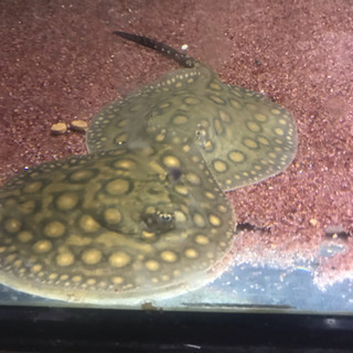 その他 淡水エイ、観賞魚、アクアリウム、熱帯魚、ペット