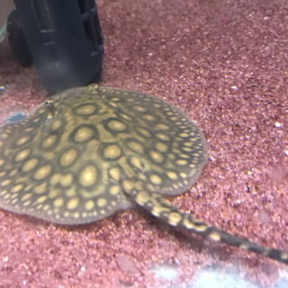 その他 淡水エイ、観賞魚、アクアリウム、熱帯魚、ペット