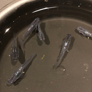 メダカ 魔王改 稚魚 10匹 Taap1025 茅ヶ崎の家具の中古あげます 譲ります ジモティーで不用品の処分