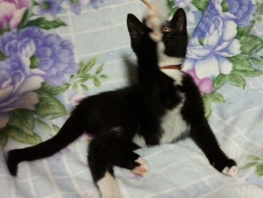 白い靴下を履いた黒猫2ヶ月位の女の子 里親決まりました Meronn8 豊橋の猫の里親募集 ジモティー 白い靴下を履いた黒猫2ヶ月位の女の子 里親決まりました Meronn8 豊橋の猫の里親募集 ジモティー