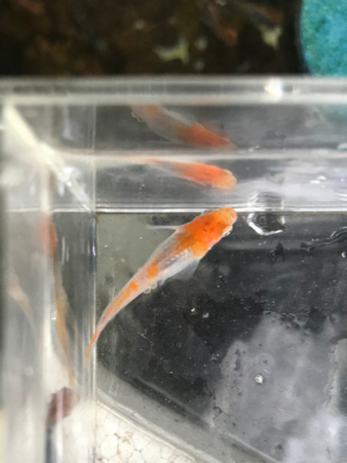 透明燐三色メダカ 錦山メダカの卵30個 信濃メダカ 船橋のその他の中古あげます 譲ります ジモティーで不用品の処分