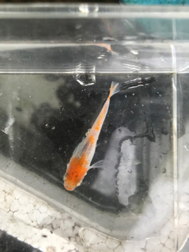 透明燐三色メダカ 錦山メダカの卵30個 信濃メダカ 船橋のその他の中古あげます 譲ります ジモティーで不用品の処分
