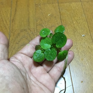 浮き草“アマゾンフロッグピット”1株➡︎10円、250g➡︎30...
