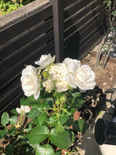 白薔薇 庭木 アンナプルナ Hidepo 川崎のその他の中古あげます 譲ります ジモティーで不用品の処分