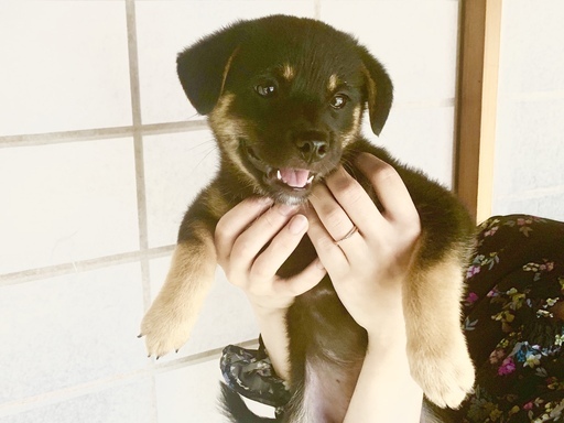 雑種の子犬 里親募集 生後2ヶ月 パビエ 伊賀上野のその他の里親募集 ジモティー 雑種の子犬 里親募集 生後2ヶ月 パビエ 伊賀上野のその他の里親募集 ジモティー