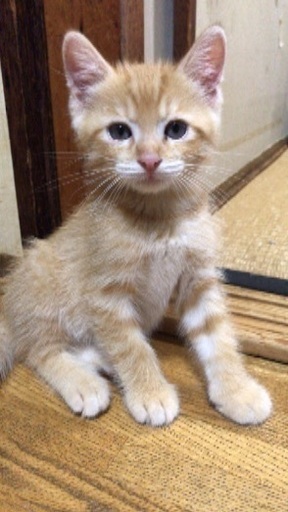 わんぱく茶トラの赤ちゃん ずっ 瀬戸の猫の里親募集 ジモティー