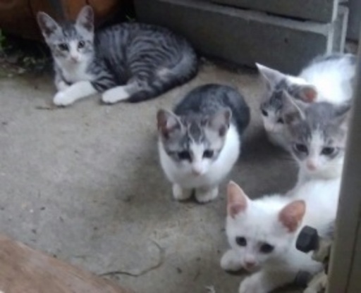 サバ白 白黒 みんな可愛い顔をしています Ar 国定の猫の里親募集 ジモティー