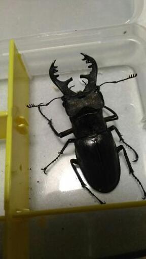 国産クワガタ 国産カブトムシ限定の人 幻の生はちみつ 高槻のその他のメンバー募集 無料掲載の掲示板 ジモティー