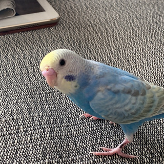 セキセイインコを探してます