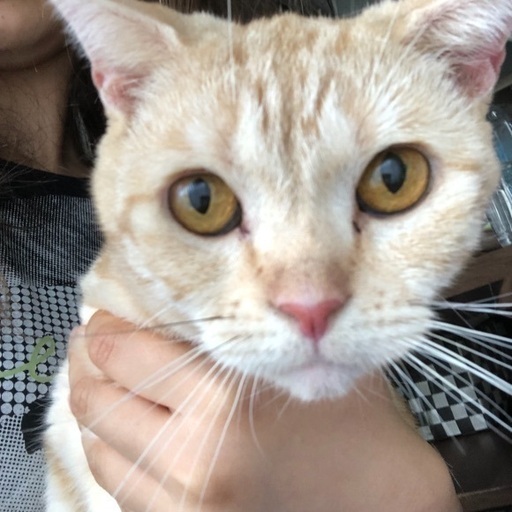 7歳のスコティッシュの女の子 芋 名古屋の猫の里親募集 ジモティー 7歳のスコティッシュの女の子 芋 名古屋の猫の里親募集 ジモティー
