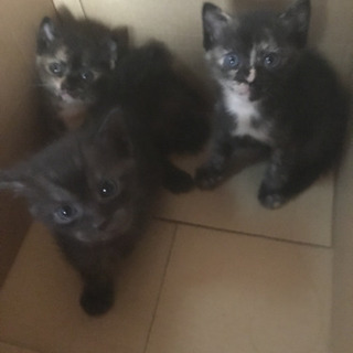 産まれて1ヶ月ちょっとの子猫3匹です