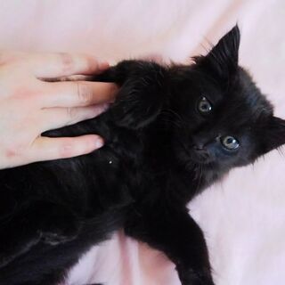 フワフワ半長毛の子猫(黒)