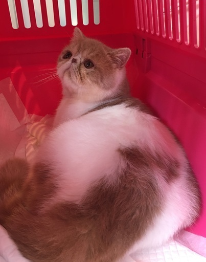 猫専門のサロン 美容室 ホテル にみ 甲子園口の猫の無料広告 無料掲載の掲示板 ジモティー