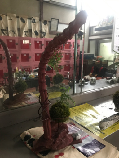 苔玉と 流木オブジェ Kaida 柏原のその他の中古あげます 譲ります ジモティーで不用品の処分