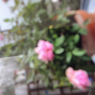 値下げ★ミニバラ赤とピンク・開花中・育てやすく綺麗です。鉢付