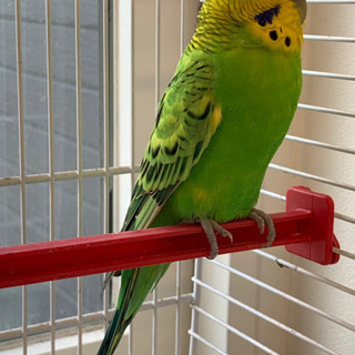 迷子のセキセイインコ