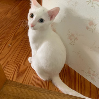 白猫くんの画像