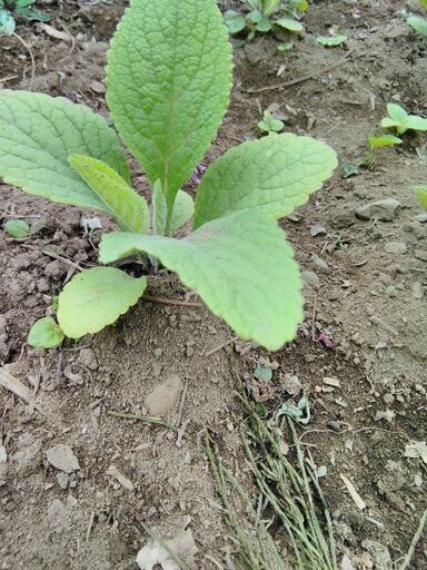 ジギタリスキャメロン苗5株 さくら５１１ 西帯広のその他の中古あげます 譲ります ジモティーで不用品の処分