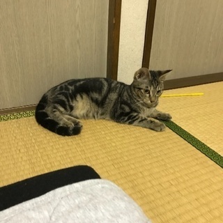 生後半年の子猫達二匹の里親になってください